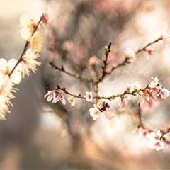 Кухонный фартук Цветы 317 МДФ матовый (3000) Flowers в Златоусте - zlatoust.mebel24.online | фото